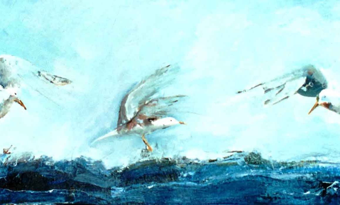 mirazo serie gaviotas